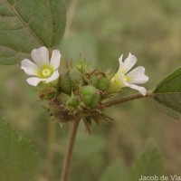 Melochia corchorifolia L.